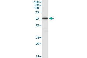 TUBB4Q MaxPab polyclonal antibody. (TUBB7P antibody  (AA 1-434))