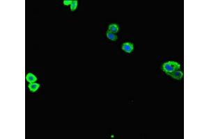 Immunofluorescent analysis of HepG2 cells using ABIN7166372 at dilution of 1:100 and Alexa Fluor 488-congugated AffiniPure Goat Anti-Rabbit IgG(H+L) (ZNF365 antibody  (AA 241-401))