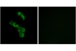 Immunofluorescence analysis of A549 cells, using C1QB Antibody. (C1QB antibody  (AA 161-210))
