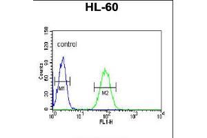 Flow cytometric analysis of HL-60 cells (right histogram) compared to a negative control cell (left histogram). (NASP antibody  (N-Term))