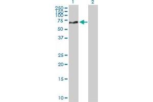 Western Blot analysis of NEK10 expression in transfected 293T cell line by NEK10 MaxPab polyclonal antibody. (NEK10 antibody  (AA 1-474))