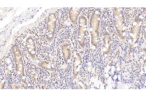 Detection of APOA4 in Human Small intestine Tissue using Polyclonal Antibody to Apolipoprotein A4 (APOA4) (APOA4 antibody  (AA 173-396))
