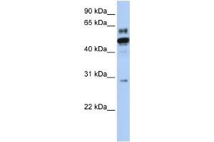 WB Suggested Anti-ESRRA Antibody Titration:  0. (ESRRA antibody  (N-Term))
