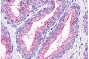 Anti-OR51E1 antibody  ABIN1049183 IHC staining of human prostate, glands. (OR51E1 antibody  (C-Term))