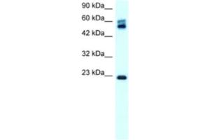 Western Blotting (WB) image for anti-Claudin 8 (CLDN8) antibody (ABIN2460769)