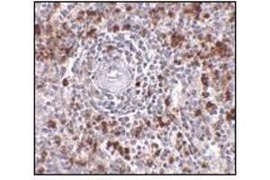 Image no. 1 for anti-Interleukin-27 subunit beta (IL-27b) (C-Term) antibody (ABIN341717) (EBI3 antibody  (C-Term))