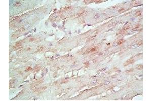 Rat heart tissue stained by rabbit Anti-beta Defensin 8 (Mouse) Antiserum (DEFB108B antibody)