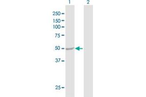 Western Blot analysis of ENO3 expression in transfected 293T cell line by ENO3 MaxPab polyclonal antibody. (ENO3 antibody  (AA 1-434))