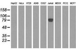 Western blot analysis of extracts (35 µg) from 9 different cell lines by using anti-EPM2AIP1 monoclonal antibody. (EPM2AIP1 antibody)