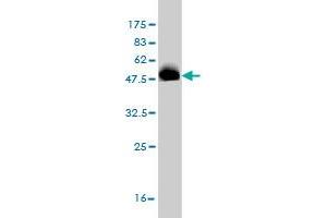 Western Blot detection against Immunogen (45. (SCAND1 antibody  (AA 1-179))