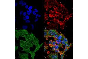 Immunocytochemistry/Immunofluorescence analysis using Mouse Anti-SHANK2 Monoclonal Antibody, Clone S23b-6 (ABIN2484022).