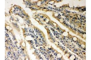IHC-P: Rad51 antibody testing of rat intestine tissue (RAD51 antibody  (AA 1-258))