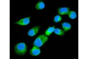 IF analysis of Erlin-2/ERLIN2 using anti-Erlin-2/ERLIN2 antibody (ABIN7602583).