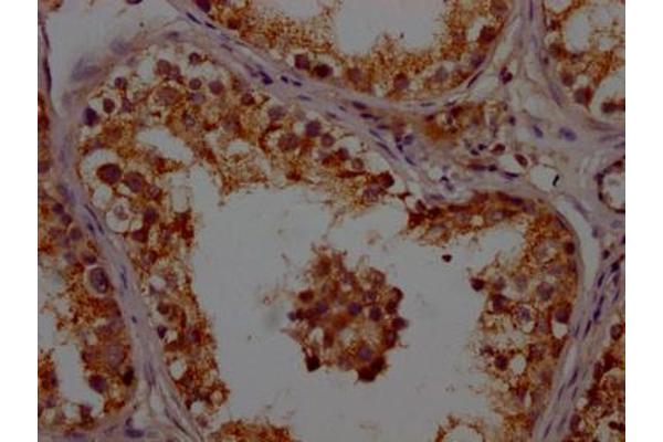 APOO antibody  (AA 26-198)