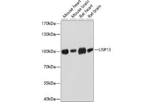 Western blot analysis of extracts of various cell lines, using USP13 antibody (ABIN6130758, ABIN6149996, ABIN6149997 and ABIN6214450) at 1:3000 dilution. (USP13 antibody  (AA 90-200))