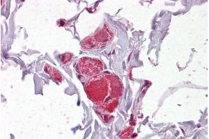 ABIN184702 (2. (VAV2 antibody  (Internal Region))