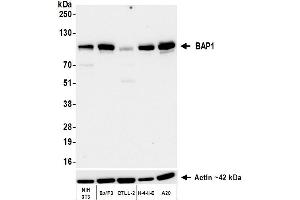 Western Blotting (WB) image for anti-BRCA1 Associated Protein-1 (Ubiquitin Carboxy-terminal Hydrolase) (BAP1) (AA 475-525) antibody (ABIN7795816)