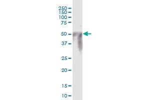 POTEA MaxPab polyclonal antibody. (POTEA antibody  (AA 1-498))