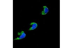 Confocal immunofluorescent analysis of CYP1A2 antibody with 293 cells followed by Alexa Fluor 488-conjugated goat anti-rabbit lgG (green). (CYP1A2 antibody  (AA 255-282))