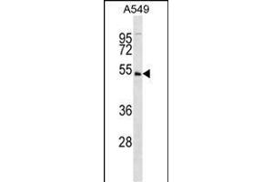 KIS Antibody (C6) (ABIN392641 and ABIN2842145) western blot analysis in A549 cell line lysates (35 μg/lane). (UHMK1 antibody  (N-Term))