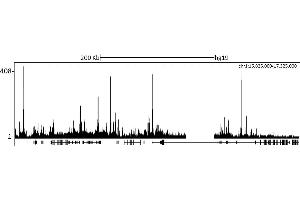 ChIP DNA-Sequencing (ChIP-seq) image for anti-Lysine (K)-Specific Demethylase 5C (KDM5C) (AA 275-325) antibody (ABIN7453308) (KDM5C antibody  (AA 275-325))