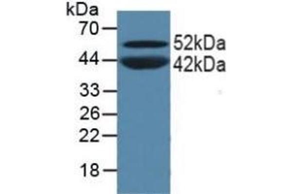 PPARA antibody  (AA 61-170)