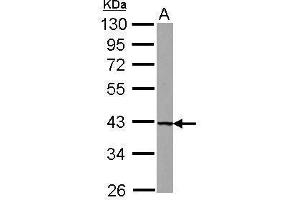 WB Image Sample (30 ug of whole cell lysate) A: U87-MG 10% SDS PAGE antibody diluted at 1:1000 (UROD antibody)