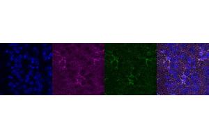 Immunohistochemistry (IHC) image for anti-Glutamate-Ammonia Ligase (GLUL) antibody (ABIN7456060) (GLUL antibody)