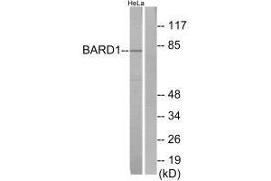 Western blot analysis of extracts from HeLa cells, using BARD1 antibody. (BARD1 antibody  (N-Term))