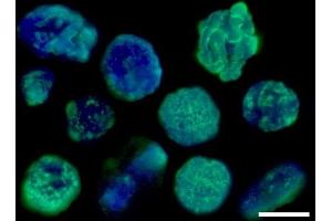 Immunofluorescence (IF) image for anti-Histone H3 (H3) antibody (ABIN619545) (Histone 3 antibody)