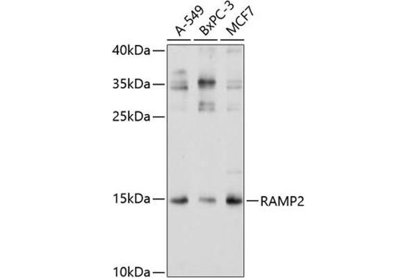 RAMP2 antibody  (AA 1-145)