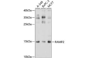 Western blot analysis of extracts of various cell lines, using R antibody (ABIN3017320, ABIN3017321, ABIN3017322 and ABIN6220039) at 1:1000 dilution. (RAMP2 antibody  (AA 1-145))