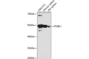 Western blot analysis of extracts of various cell lines, using ITGBL1 antibody (ABIN7267940) at 1:1000 dilution. (ITGBL1 antibody  (AA 200-300))