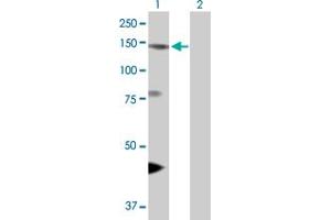 Western Blot analysis of EIF4ENIF1 expression in transfected 293T cell line by EIF4ENIF1 MaxPab polyclonal antibody. (EIF4ENIF1 antibody  (AA 1-985))
