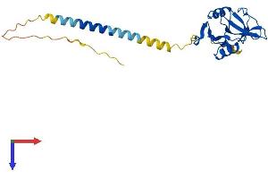 Protein Structure (PS) image for Killer Cell Lectin-Like Receptor Subfamily B, Member 1 (KLRB1) (AA 1-225) protein (His tag) (ABIN7548867)