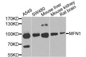 Western blot analysis of extracts of various cell lines, using MFN1 antibody. (MFN1 antibody  (AA 622-741))