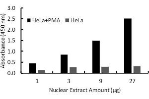 Transcription factor assay of ELK-1 from nuclear extracts of HeLa cells or HeLa cells treated with PMA for 3 hr.
