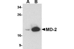 Western Blotting (WB) image for anti-Lymphocyte Antigen 96 (LY96) antibody (ABIN1031730) (LY96 antibody)