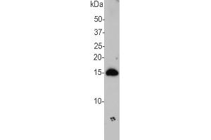 Blot of ABIN1842228 on crude extract of rat brain, showing strong band at 15 kDa. (SNCA antibody)
