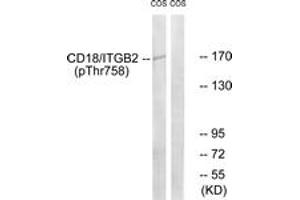 Western blot analysis of extracts from COS7 cells treated with EGF 200ng/ml 30', using CD18/ITGB2 (Phospho-Thr758) Antibody. (Integrin beta 2 antibody  (pThr758))