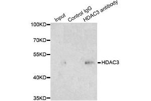 Immunoprecipitation analysis of 200ug extracts of 293T cells using 1ug HDAC3 antibody. (HDAC3 antibody)