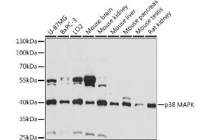 Western blot analysis of extracts of various cell lines, using p38 antibody (ABIN6130006, ABIN6143525, ABIN6143527 and ABIN6221180) at 1:1000 dilution. (MAPK14 antibody  (AA 1-360))