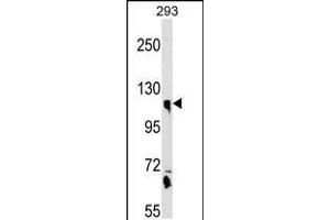 Western blot analysis in 293 cell line lysates (35ug/lane). (Calsyntenin 1 antibody  (N-Term))