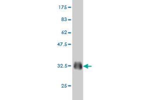 EML4 antibody  (AA 1-62)