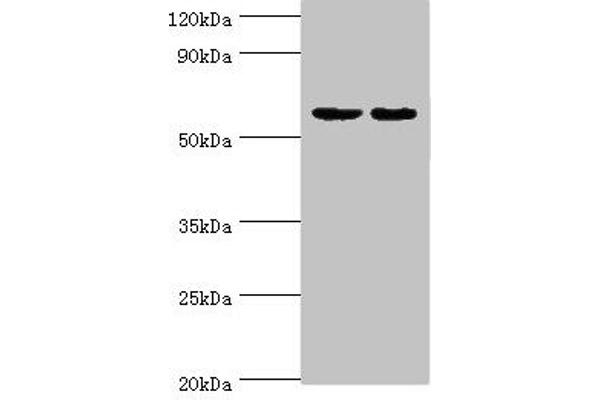 DGKE 抗体  (AA 40-260)