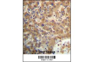 SEC14L4 Antibody immunohistochemistry analysis in formalin fixed and paraffin embedded human liver tissue followed by peroxidase conjugation of the secondary antibody and DAB staining. (SEC14L4 antibody  (N-Term))