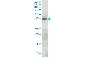 RFNG monoclonal antibody (M08), clone 6C7 Western Blot analysis of RFNG expression in HepG2 . (RFNG antibody  (AA 82-190))