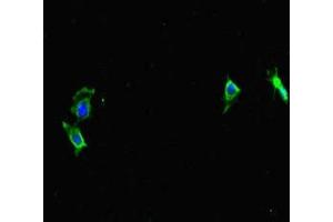 Immunofluorescent analysis of Hela cells using ABIN7164173 at dilution of 1:100 and Alexa Fluor 488-congugated AffiniPure Goat Anti-Rabbit IgG(H+L) (CWC22 antibody  (AA 360-623))