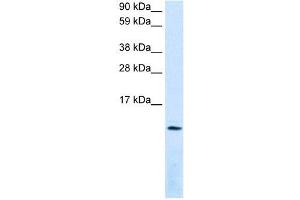 CXCL12 antibody (70R-10501) used at 0. (CXCL12 antibody  (Middle Region))