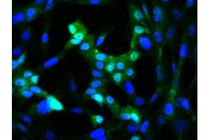 Image provided by One World Lab validation program. (C-JUN antibody  (AA 31-331))